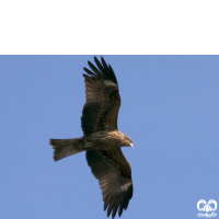 گونه کورکور سیاه Black Kite